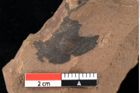Foto (Detailansicht) von Sphaeria palaeobumeliae Ettingshausen (NHMW-GEO-2024-0188-0039)